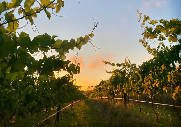 Mount Macedon vineyard in the Macedon Ranges